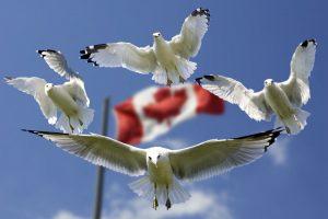 Gulls flying in front of the Canadian flag. 